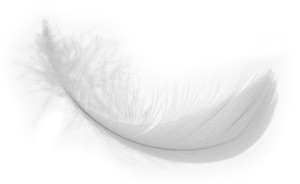 White-feather-HR-no-background
